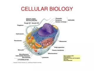CELLULAR BIOLOGY
