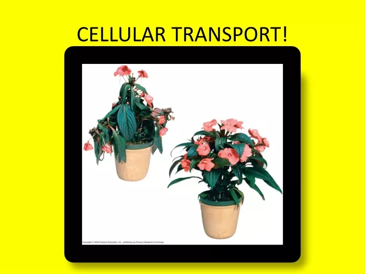 cellular transport