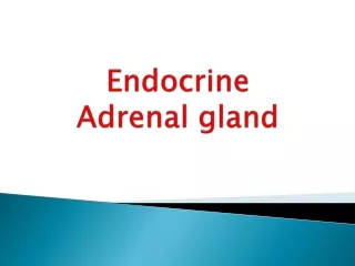 Endocrine Adrenal gland