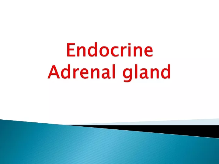 endocrine adrenal gland