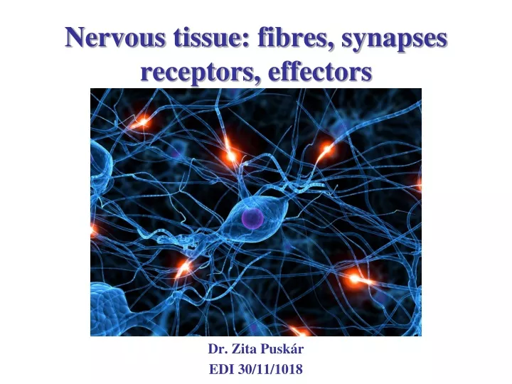 nervous tissue fibres synapses receptors effectors
