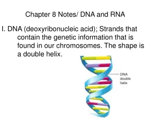 Chapter 8 Notes/ DNA and RNA