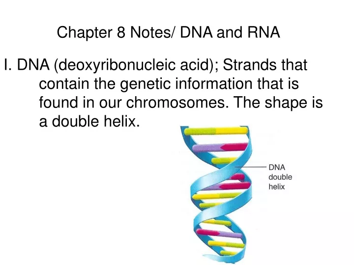 chapter 8 notes dna and rna