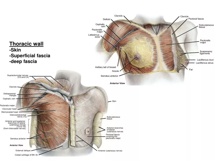 thoracic wall skin superficial fascia deep fascia