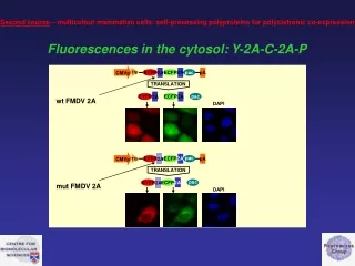 Fluorescences in the cytosol: Y-2A-C-2A-P