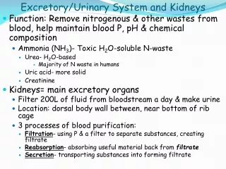 Excretory/Urinary System and Kidneys