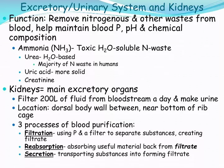 excretory urinary system and kidneys