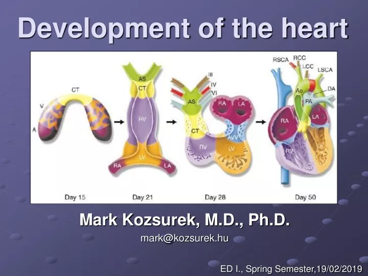 development of the heart