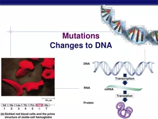 Mutations Changes to DNA