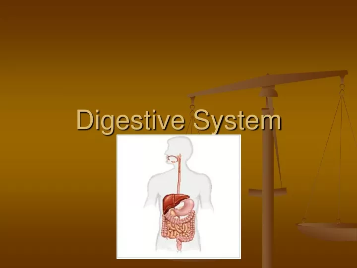 digestive system