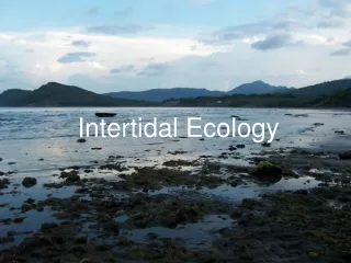 Intertidal Ecology