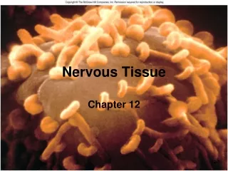 Nervous Tissue