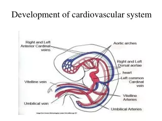 Development of cardiovascular system