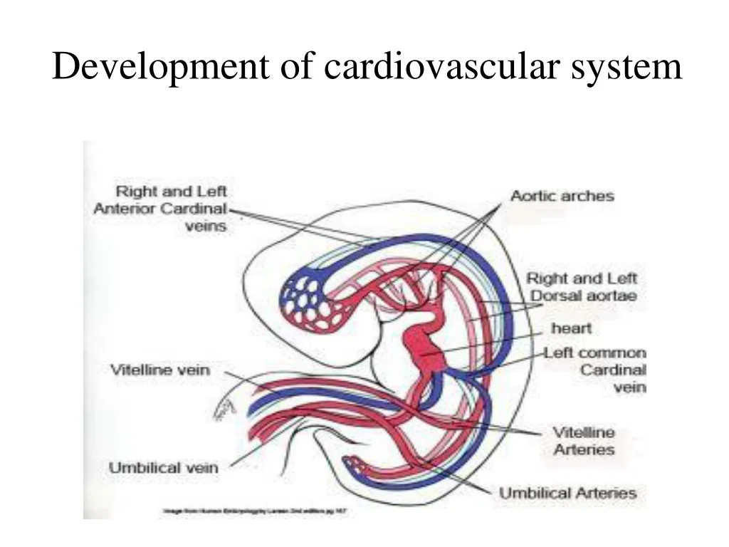 PPT - Development of Cardiovascular System: From Heart Tube to Blood ...