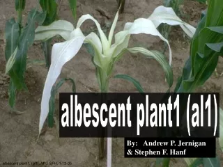 albescent plant1 (al1)