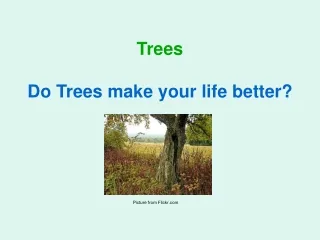 Trees  Do Trees make your life better?