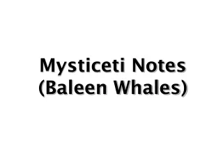 Mysticeti Notes (Baleen Whales)