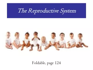 The Reproductive System