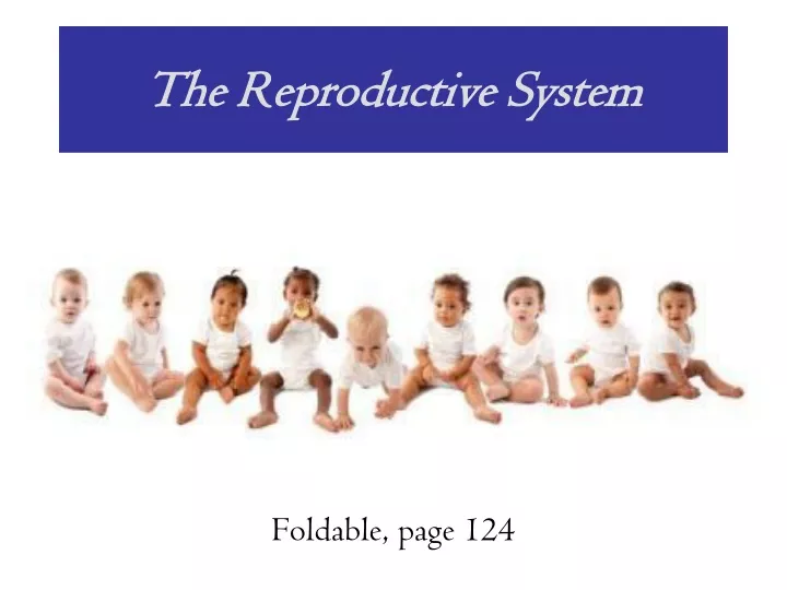 the reproductive system