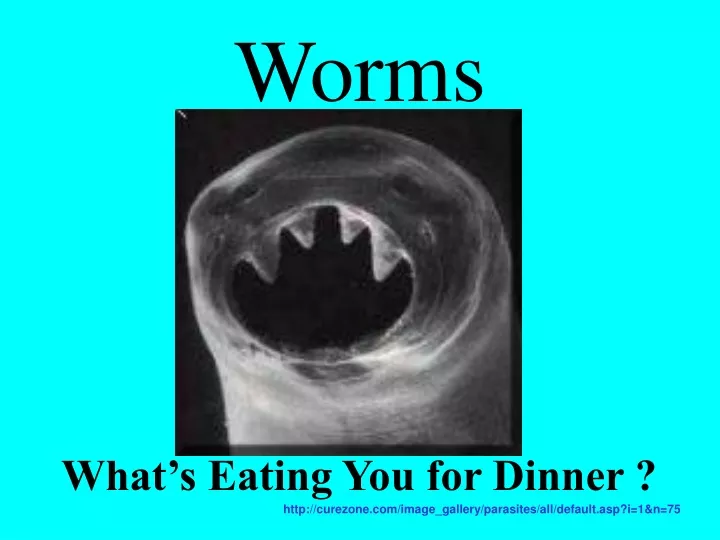 worms