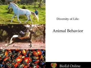 Diversity of Life: Animal Behavior