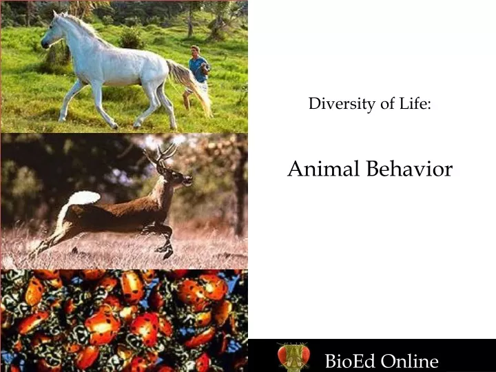 diversity of life animal behavior