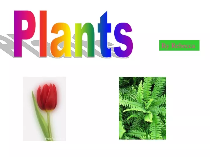 plants