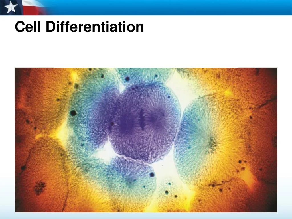 PPT - Cell Differentiation PowerPoint Presentation, free download - ID ...