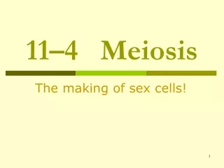 11–4   Meiosis