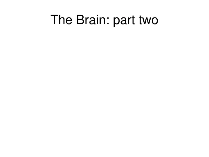 the brain part two