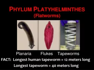 P HYLUM  P LATYHELMINTHES (Flatworms)