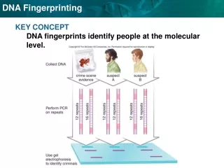 KEY CONCEPT  DNA fingerprints identify people at the molecular level.