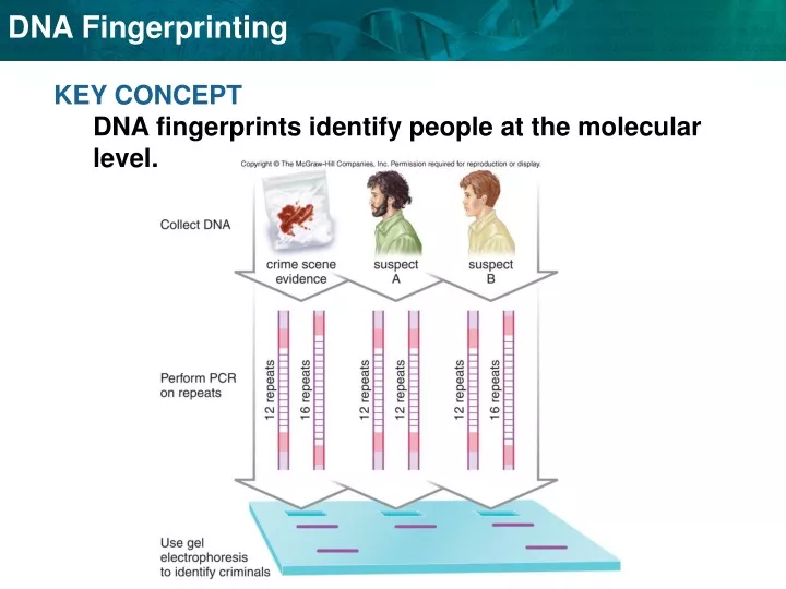 key concept dna fingerprints identify people