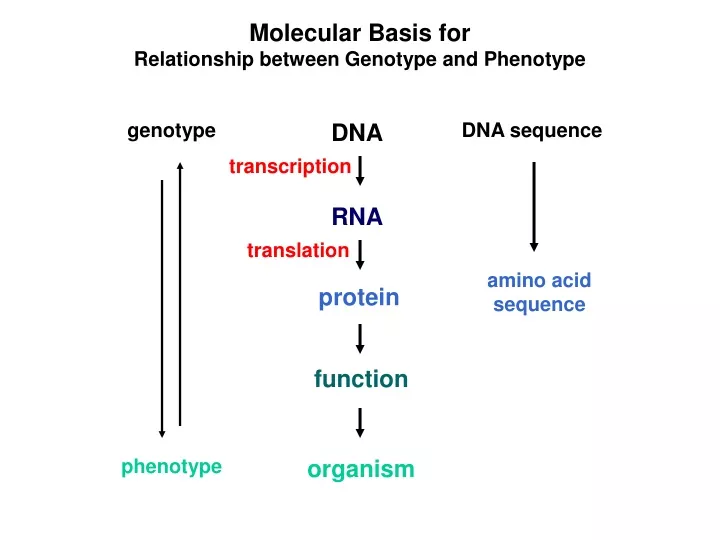 molecular basis for relationship between genotype
