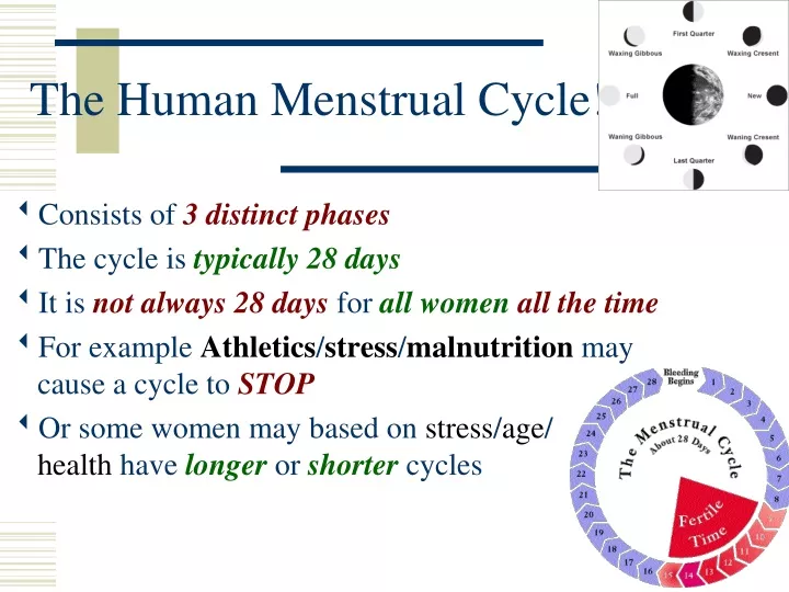 the human menstrual cycle