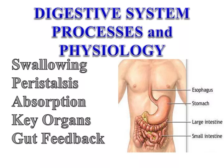 digestive system processes and physiology