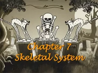 Chapter 7 Skeletal System