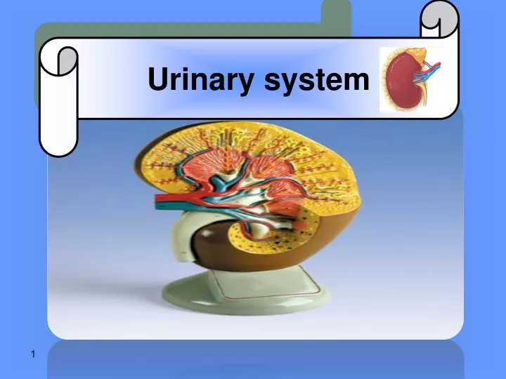 urinary system