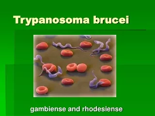 Trypanosoma brucei