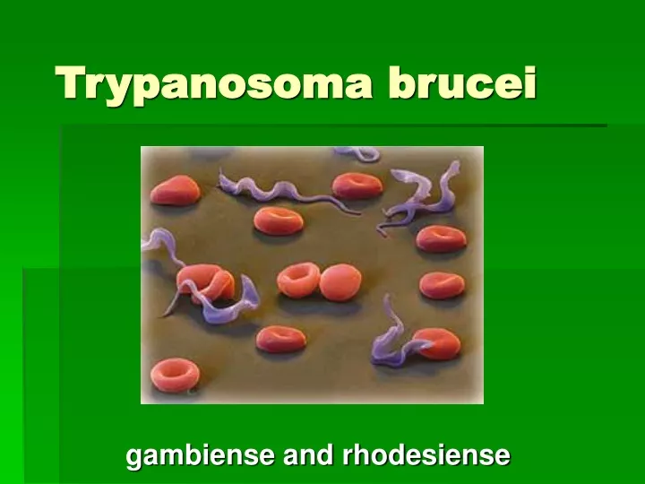 trypanosoma brucei