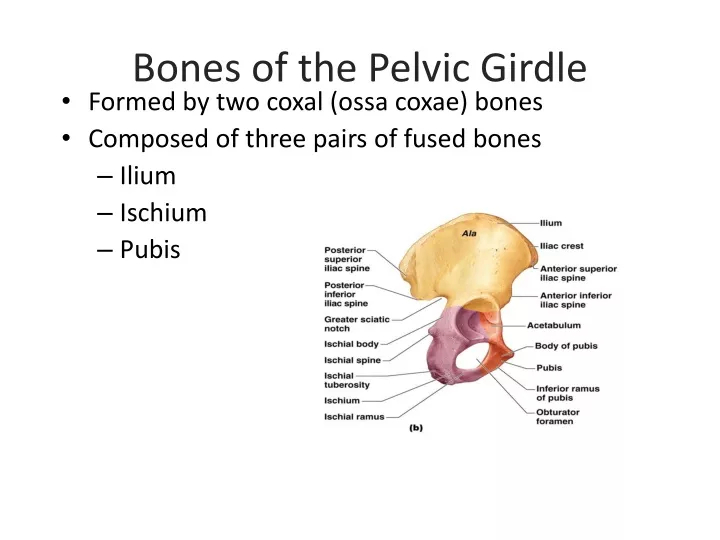 bones of the pelvic girdle