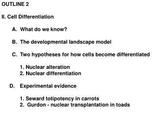 OUTLINE 2 II. Cell Differentiation 	A.  What do we know? 	B.  The developmental landscape model