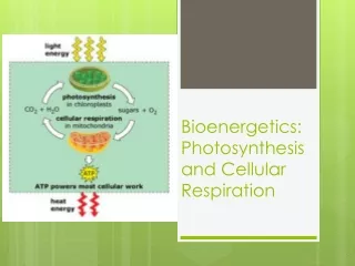 Bioenergetics: Photosynthesis and Cellular Respiration