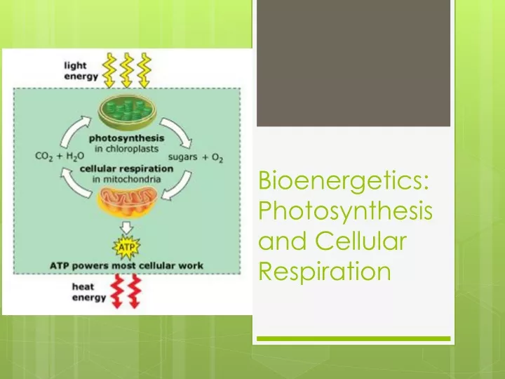 bioenergetics photosynthesis and cellular respiration