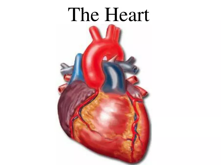 the heart