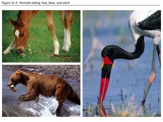 Figure 41.0  Animals eating: foal, bear, and stork