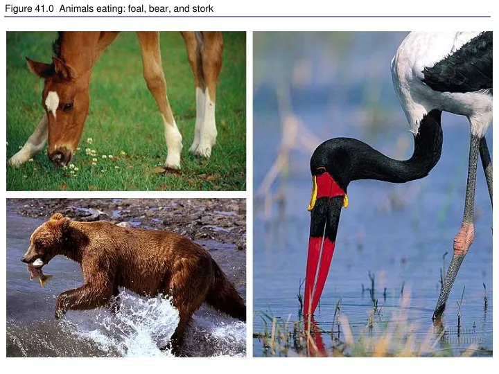 figure 41 0 animals eating foal bear and stork