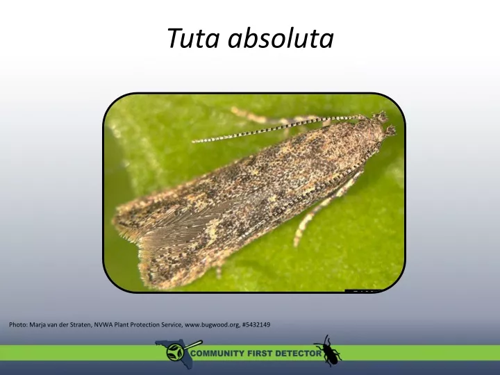 tuta absoluta