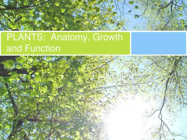 plants anatomy growth and function
