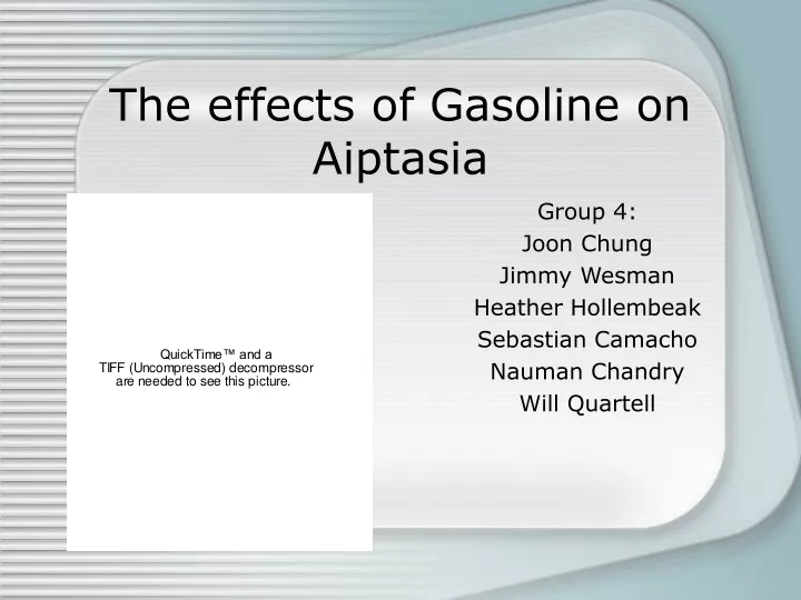the effects of gasoline on aiptasia